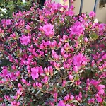 Wonderful Rustic With Garden-only Adults *